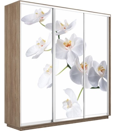 Шкаф 3-дверный Экспресс 2100х600х2200, Орхидея белая/дуб сонома в Нижнем Новгороде - изображение