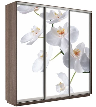 Шкаф Экспресс 2100х600х2200, Орхидея белая/шимо темный в Нижнем Новгороде - изображение